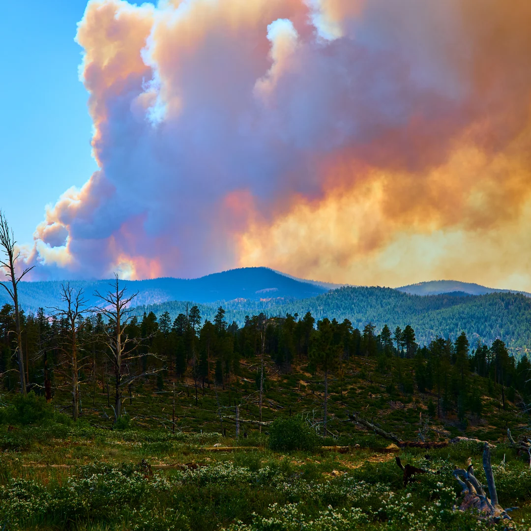A large wildfire smoke plume rising behind forested hills.